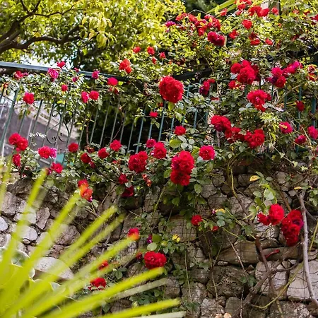 Ascheri - Grimaldi, Ventimiglia