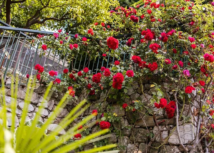 Ascheri - Grimaldi, Ventimiglia